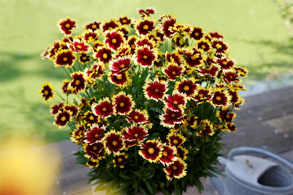 Coreopsis grandiflora 'Solena?'